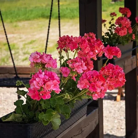 Sowka Na Kociewiu Nowy Wiec