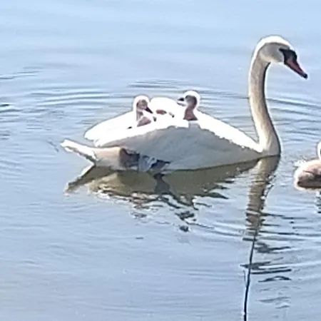 Holiday home Sowka Na Kociewiu Nowy Wiec