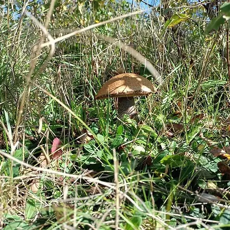 Holiday home Sowka Na Kociewiu *