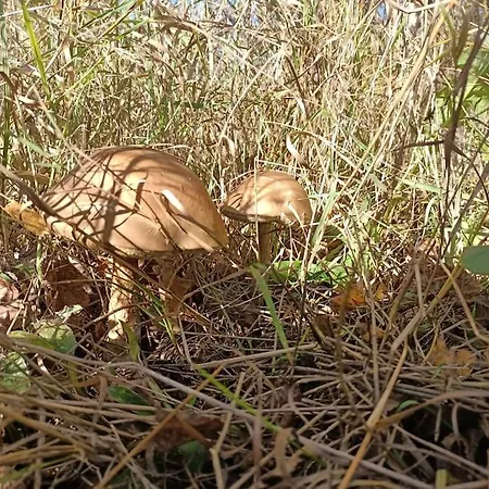 Sowka Na Kociewiu Holiday home Nowy Wiec