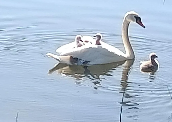 Semesterbostad Sowka Na Kociewiu Nowy Wiec