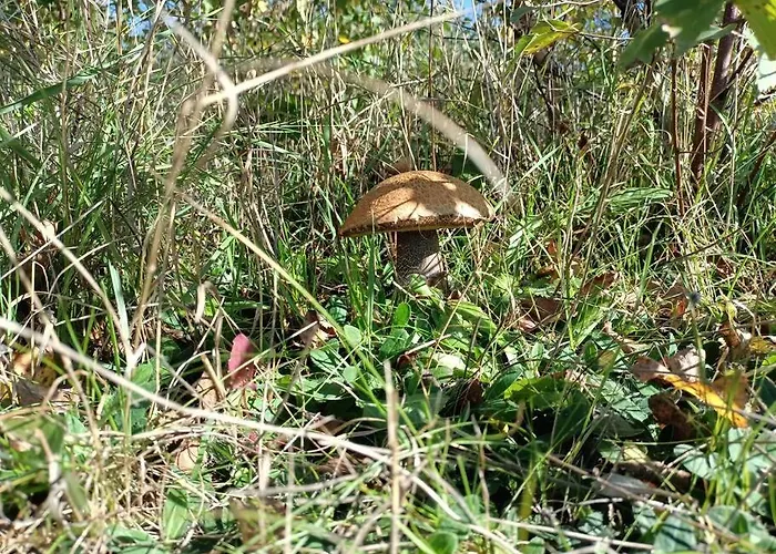 Semesterbostad Sowka Na Kociewiu *